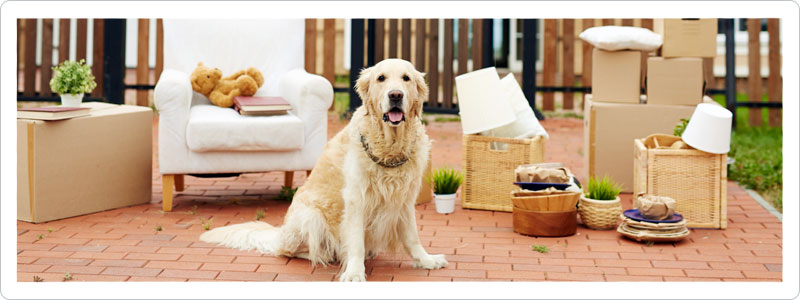 Dog and moving boxes