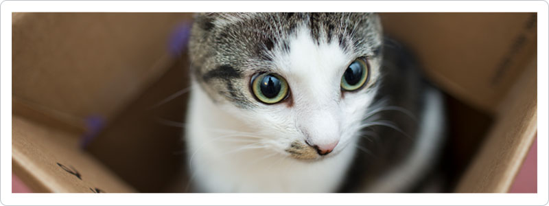 Moving with Pets