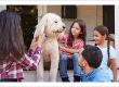 Moving family pets dog on front porch | Berger Allied